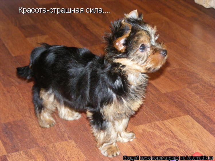 Котоматрица: Красота-страшная сила....