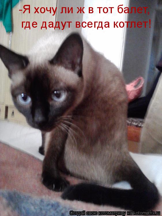 Котоматрица: -Я хочу ли ж в тот балет, где дадут всегда котлет!