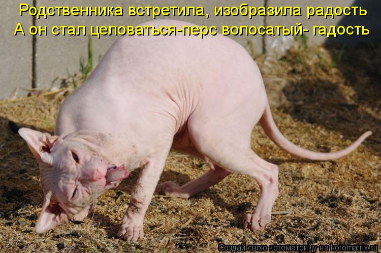 Родственника встретила, изобразила радость А он стал целоваться-перс волосатый- гадость... Котоматрица: Родственника встретила, изобразила радость А он стал целоваться-перс волосатый- гадость