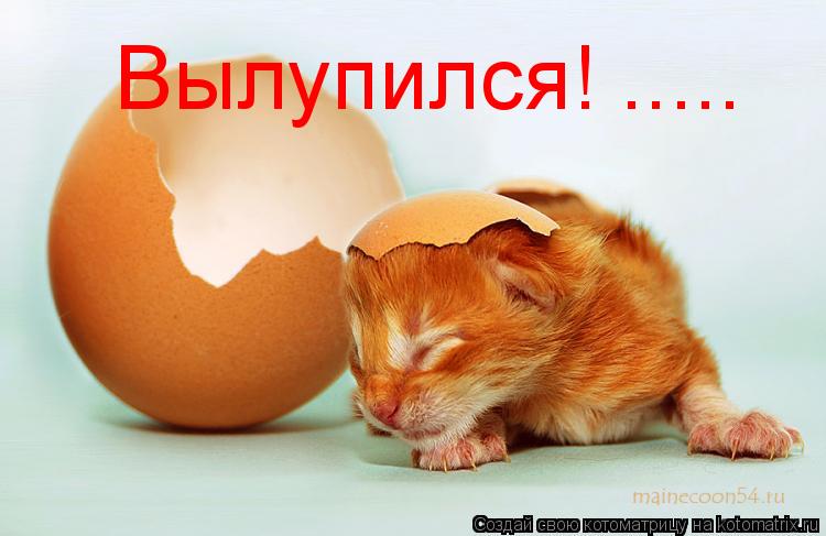Котоматрица: Вылупился! .....