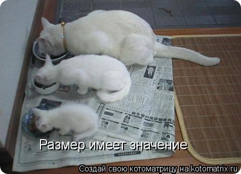 Котоматрица: Размер имеет значение