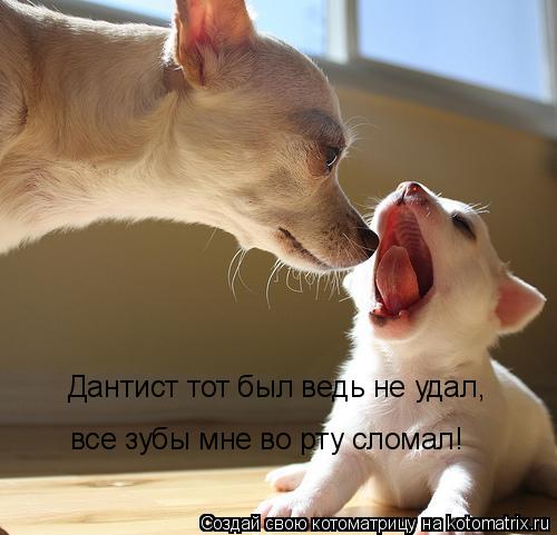 Котоматрица: Дантист тот был ведь не удал, все зубы мне во рту сломал!