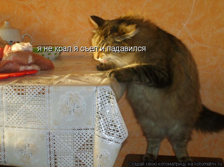 Котоматрица: я не крал я съел и падавился