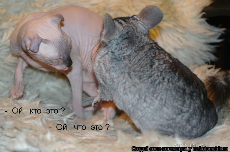 Котоматрица: -  Ой,  кто  это ? -  Ой,  что  это ?
