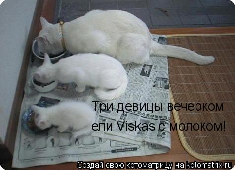 Котоматрица: Три девицы вечерком ели Viskas с молоком!