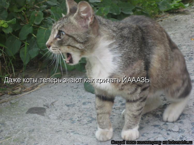 Котоматрица: Даже коты теперь знают как кричать ЙАААЗЬ