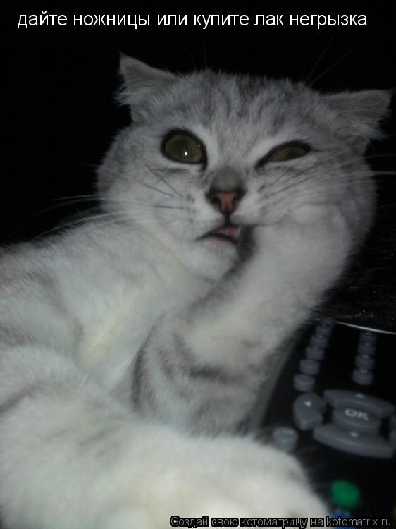 Котоматрица: дайте ножницы или купите лак негрызка