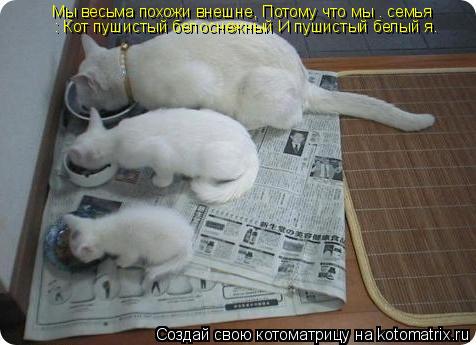 Котоматрица: Мы весьма похожи внешне, Потому что мы – семья: Кот пушистый белоснежный И пушистый белый я.  Мы весьма похожи внешне, Потому что мы – семья :