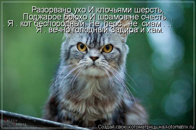 Котоматрица: Разорвано ухо И клочьями шерсть,  Разорвано ухо И клочьями шерсть, Поджарое брюхо И шрамов не счесть. Я – кот беспородный, Не «перс», не «сиа