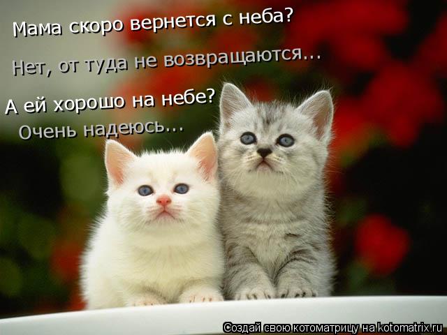 Котоматрица: А ей хорошо на небе? Нет, от туда не возвращаются... Мама скоро вернется с неба? Очень надеюсь...