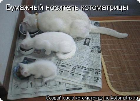 Котоматрица: Бумажный носитель котоматрицы