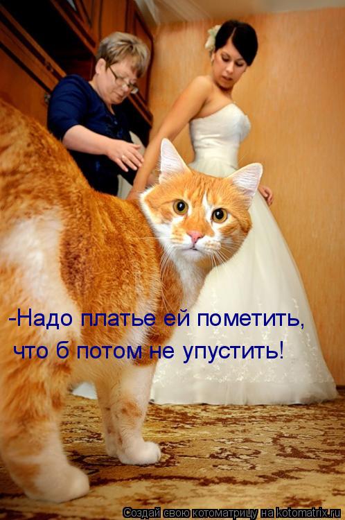 Котоматрица: -Надо платье ей пометить, что б потом не упустить!