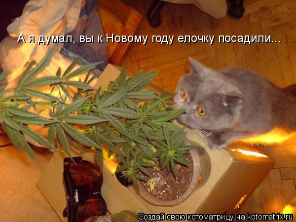 Котоматрица: А я думал, вы к Новому году елочку посадили...