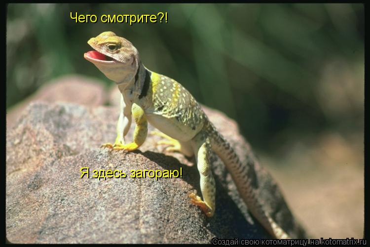 Котоматрица: Чего смотрите?! Я здесь загораю!