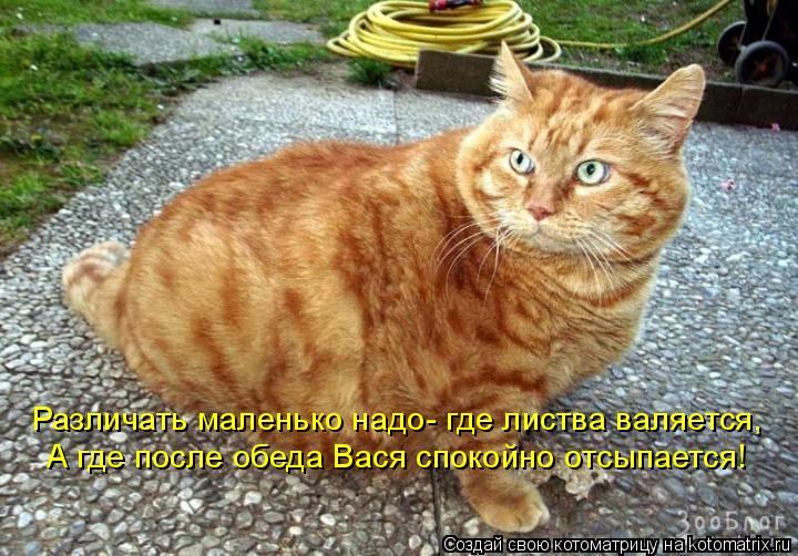Различать маленько надо- где листва валяется, А где после обеда Вася спокойно отсыпается!... Котоматрица: Различать маленько надо- где листва валяется, А где после обеда Вася спокойно отсыпается!