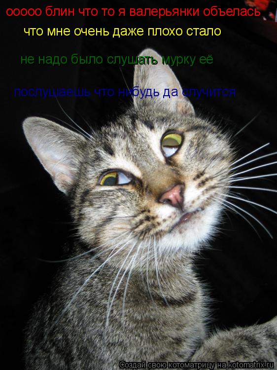 Котоматрица: оооооооооооооо блин что то я валерьянки объелась ооооо блин что то я валерьянки объелась что мне очень даже плохо стало не надо было слушат