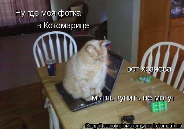 Котоматрица: Ну как мне свою фотку в котомарице найти  Ну где моя фотка в Котомарице вот хозяева мышь купить не могут