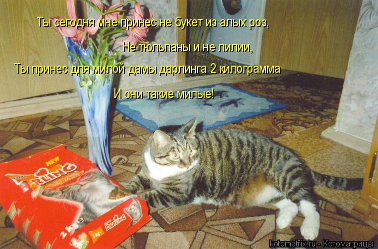 Котоматрица: Ты сегодня мне принес не букет из алых роз, Не тюльпаны и не лилии, Ты принес для милой дамы дарлинга 2 килограмма И они такие милые!