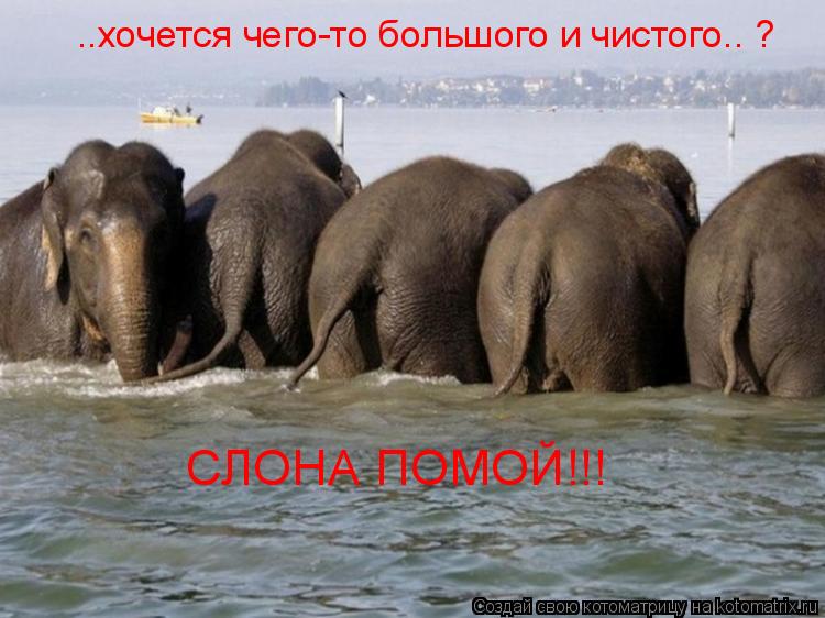 Котоматрица: ..хочется чего-то большого и чистого.. ? СЛОНА ПОМОЙ!!!