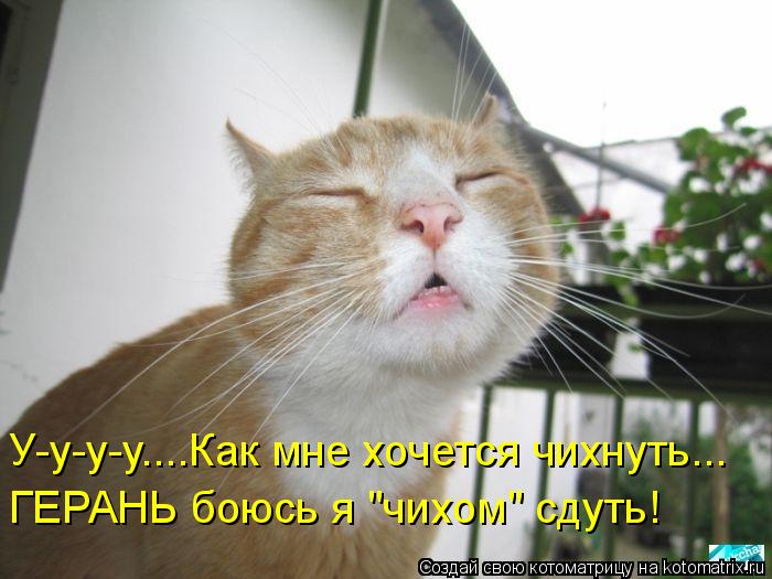 У-у-у-у....Как мне хочется чихнуть... ГЕРАНЬ боюсь я "чихом" сдуть!... Котоматрица: У-у-у-у....Как мне хочется чихнуть... ГЕРАНЬ боюсь я "чихом" сдуть!