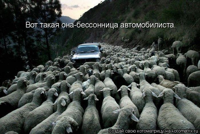 Котоматрица: Вот такая она-бессонница автомобилиста.