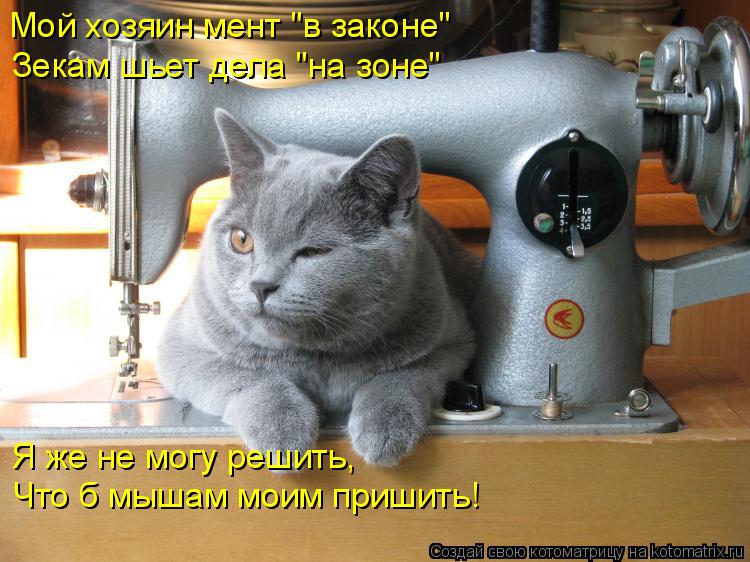 Котоматрица: Мой хозяин мент "в законе"  Зекам шьет дела "на зоне"  Я же не могу решить,  Что б мышам моим пришить!