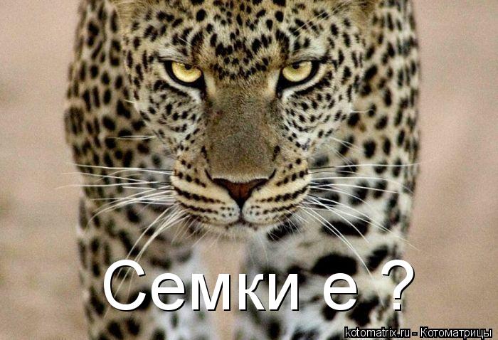 Семки е ?... Котоматрица: Семки е ?