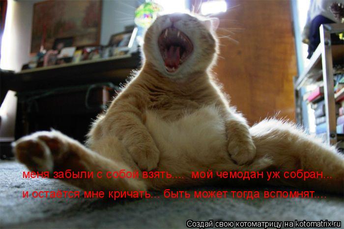 меня забыли с собой взять.... мой чемодан уж собран... и остаётся мне кричать... быть может тогда в... Котоматрица: меня забыли с собой взять.... мой чемодан уж собран... и остаётся мне кричать... быть может тогда вспомнят....