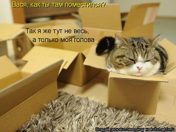 Вася, как ты там поместился? Так я же тут не весь, а только моя голова... Котоматрица: Вася, как ты там поместился? Так я же тут не весь, а только моя голова