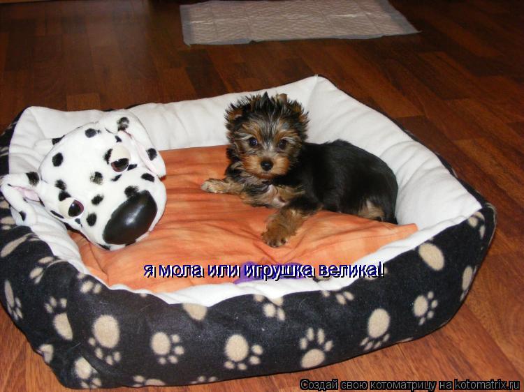 я мола или игрушка велика! я мола или игрушка велика!... Котоматрица: я мола или игрушка велика! я мола или игрушка велика!