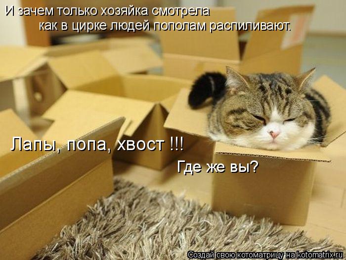 И зачем только хозяйка смотрела как в цирке людей пополам распиливают. Лапы, попа, хвост !!! Где ... Котоматрица: И зачем только хозяйка смотрела как в цирке людей пополам распиливают. Лапы, попа, хвост !!! Где же вы?