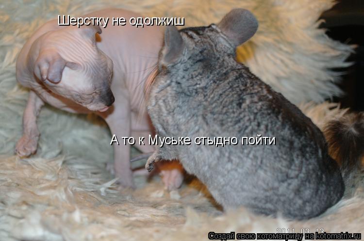 Шерстку не одолжиш А то к Муське стыдно пойти... Котоматрица: Шерстку не одолжиш А то к Муське стыдно пойти