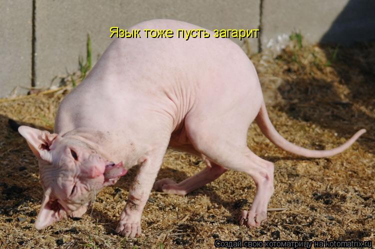 Язык тоже пусть загарит... Котоматрица: Язык тоже пусть загарит