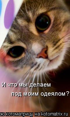 И что мы делаем под моим одеялом?... Котоматрица: И что мы делаем под моим одеялом?