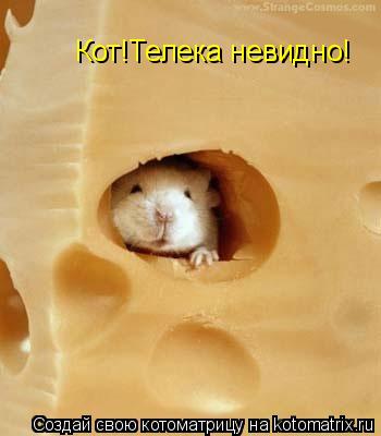 Кот!Телека невидно!... Котоматрица: Кот!Телека невидно!