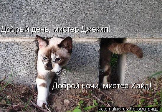 Добрый день, мистер Джекил! Доброй ночи, мистер Хайд!... Котоматрица: Добрый день, мистер Джекил! Доброй ночи, мистер Хайд!