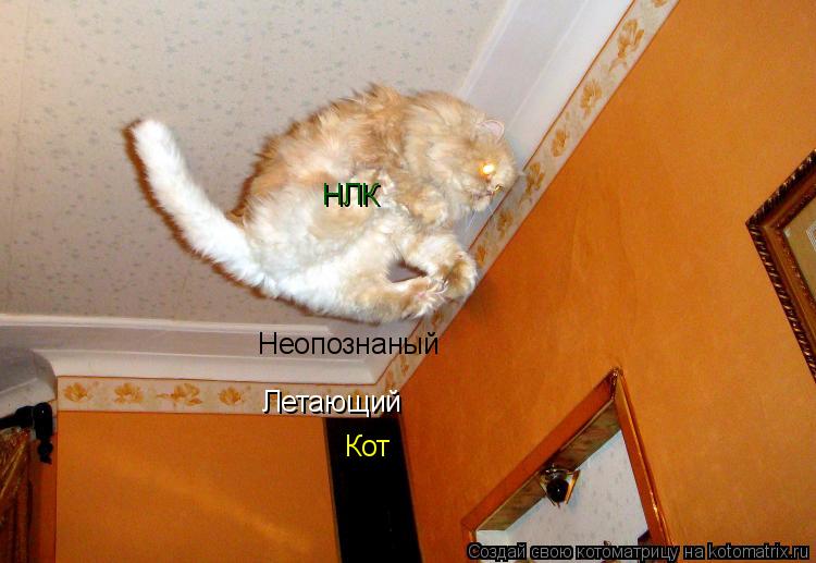 Котоматрица: Неопознаный Летающий Кот НЛК
