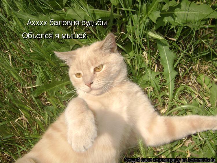 Котоматрица: Ахххх баловня судьбы  Обьелся я мышей