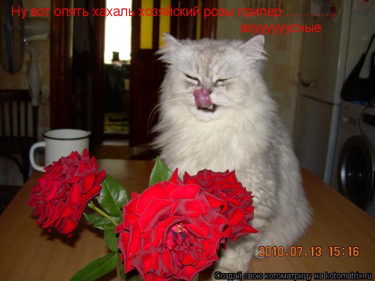 Котоматрица: Ну вот опять хахаль хозяйский розы припер вкуууууусные ...............