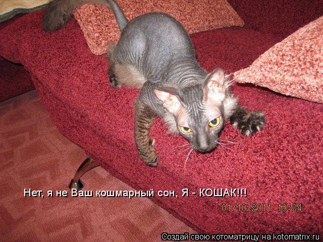Котоматрица: Нет, я не Ваш кошмарный сон, Я - КОШАК!!!