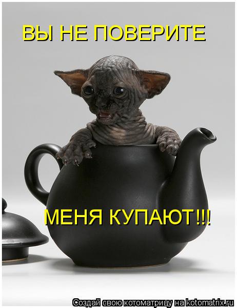 Котоматрица: ВЫ НЕ ПОВЕРИТЕ МЕНЯ КУПАЮТ!!!