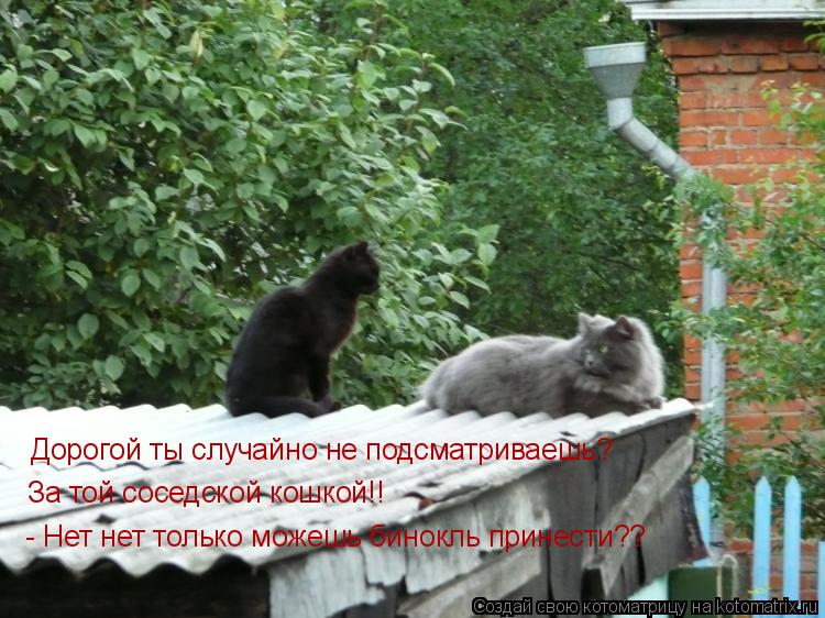 Котоматрица: Дорогой ты случайно не подсматриваешь? За той соседской кошкой!! - Нет нет только можешь бинокль принести??