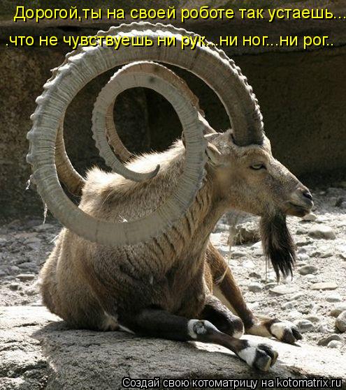 Котоматрица: Дорогой,ты на своей роботе так устаешь...ч .что не чувствуешь ни рук...ни ног...ни рог..