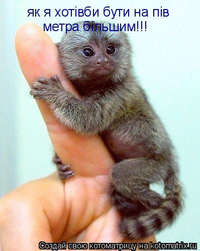 Котоматрица: як я хотiвби бути на пiв метра бiльшим!!!