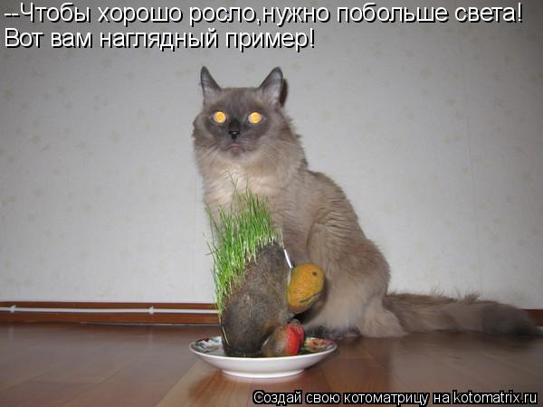 Котоматрица: --Чтобы хорошо росло,нужно побольше света! Вот вам наглядный пример!