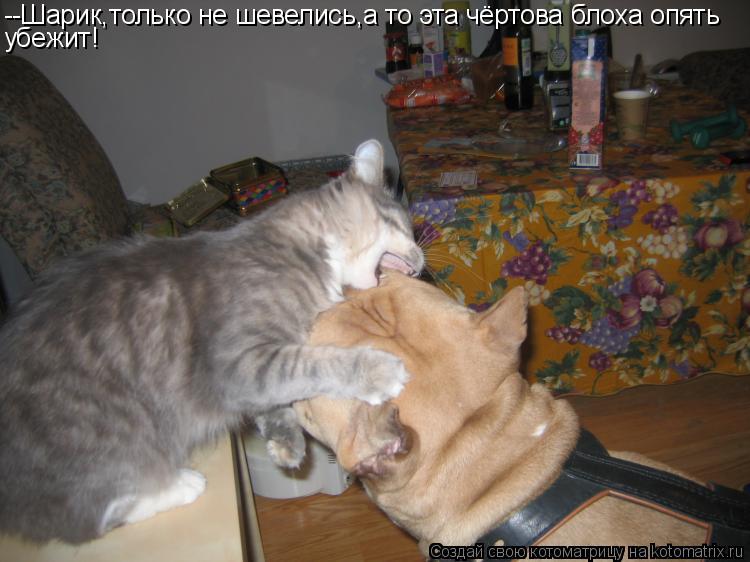 Котоматрица: --Шарик,только не шевелись,а то эта чёртова блоха опять убежит!