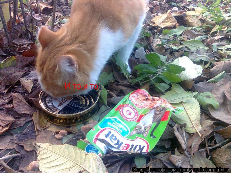 Котоматрица: И то,и то