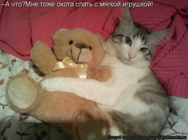 Котоматрица: --А что?Мне тоже охота спать с мягкой игрушкой!