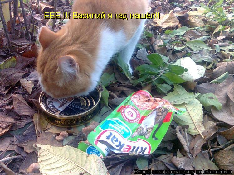 Котоматрица: ЕЕЕ !!! Василий я кад нашёл!!