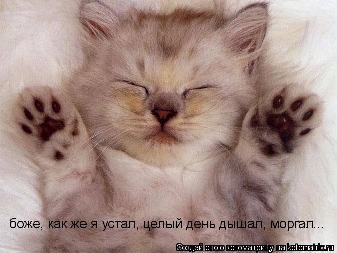 Котоматрица: боже, как же я устал, целый день дышал, моргал...